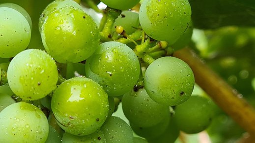 Correctores nutricionales y fertilizantes