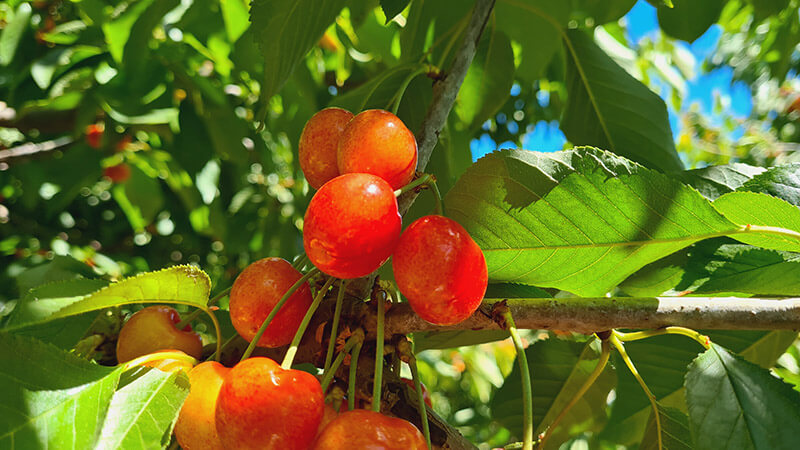 Bioestimulantes naturales