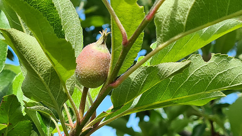 Bioestimulantes biológicos